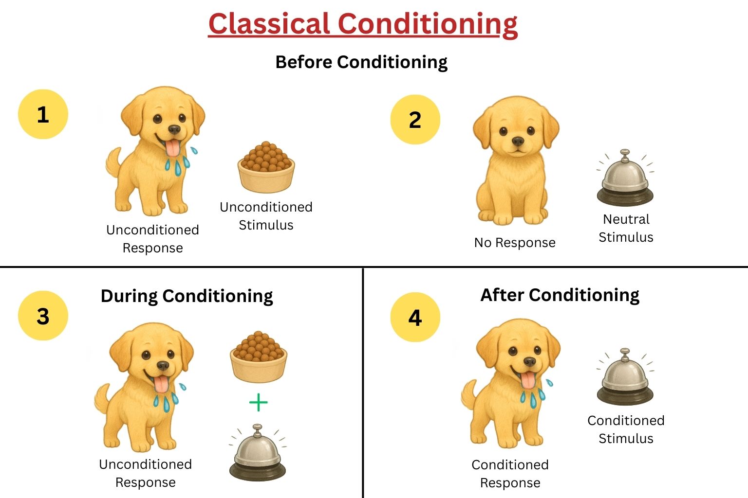 Picture showing the process of classical conditioning in Pavlov's experiment with dogs.